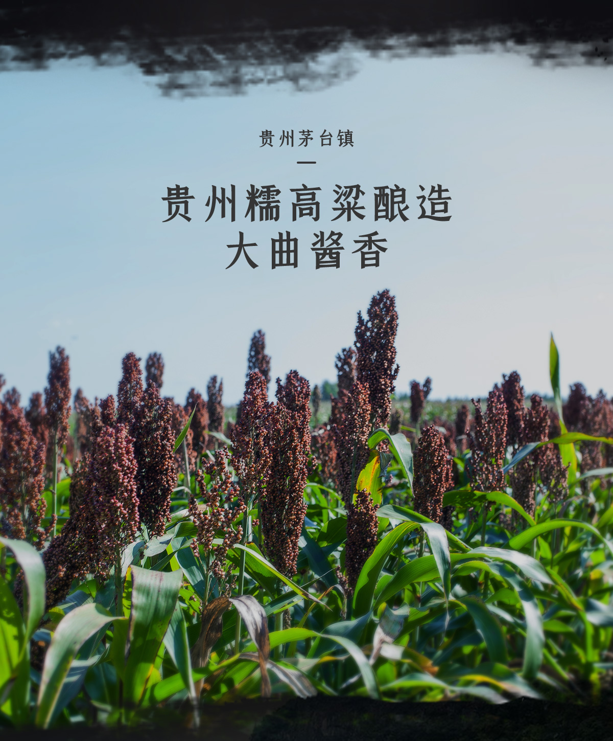 五十年同坤老酱-品同坤老酱 悟老酒精神